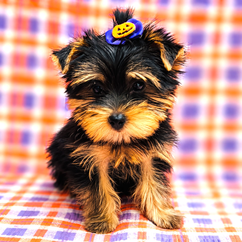 Meet "Raven", a Yorkshire Terrier Female Puppy.
