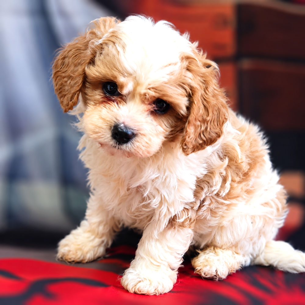 Meet "Breanne", a Cavapoo Female Puppy. A Crossbreed between a Cavalier King Charles Spaniel and a Poodle.