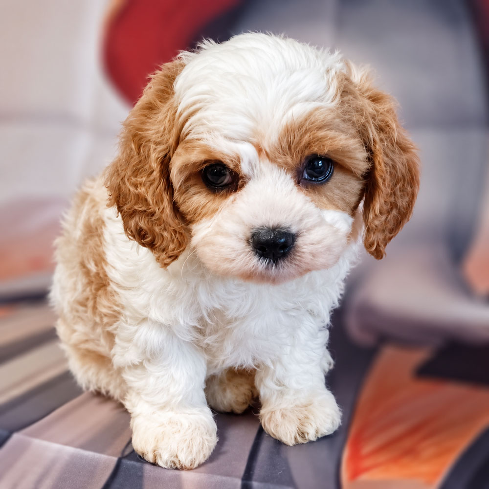 Meet "Rayleigh", a Cavapoo Female Puppy. A Crossbreed between a Cavalier King Charles Spaniel and a Poodle.