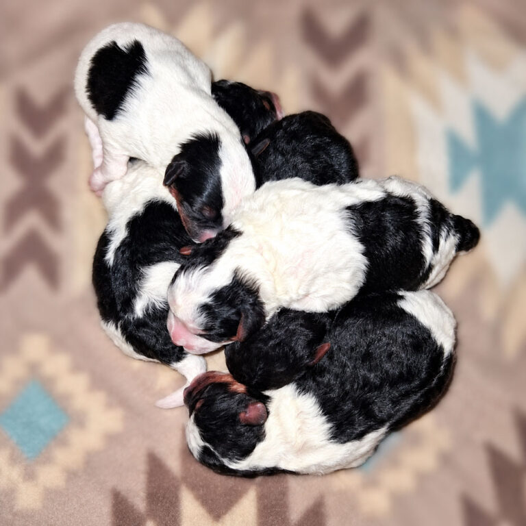 Yorkshire Terrier Male and Female Puppies