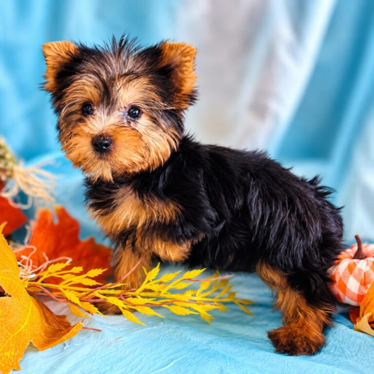 Meet "Merlin" a Yorkshire Terrier Male puppy.
