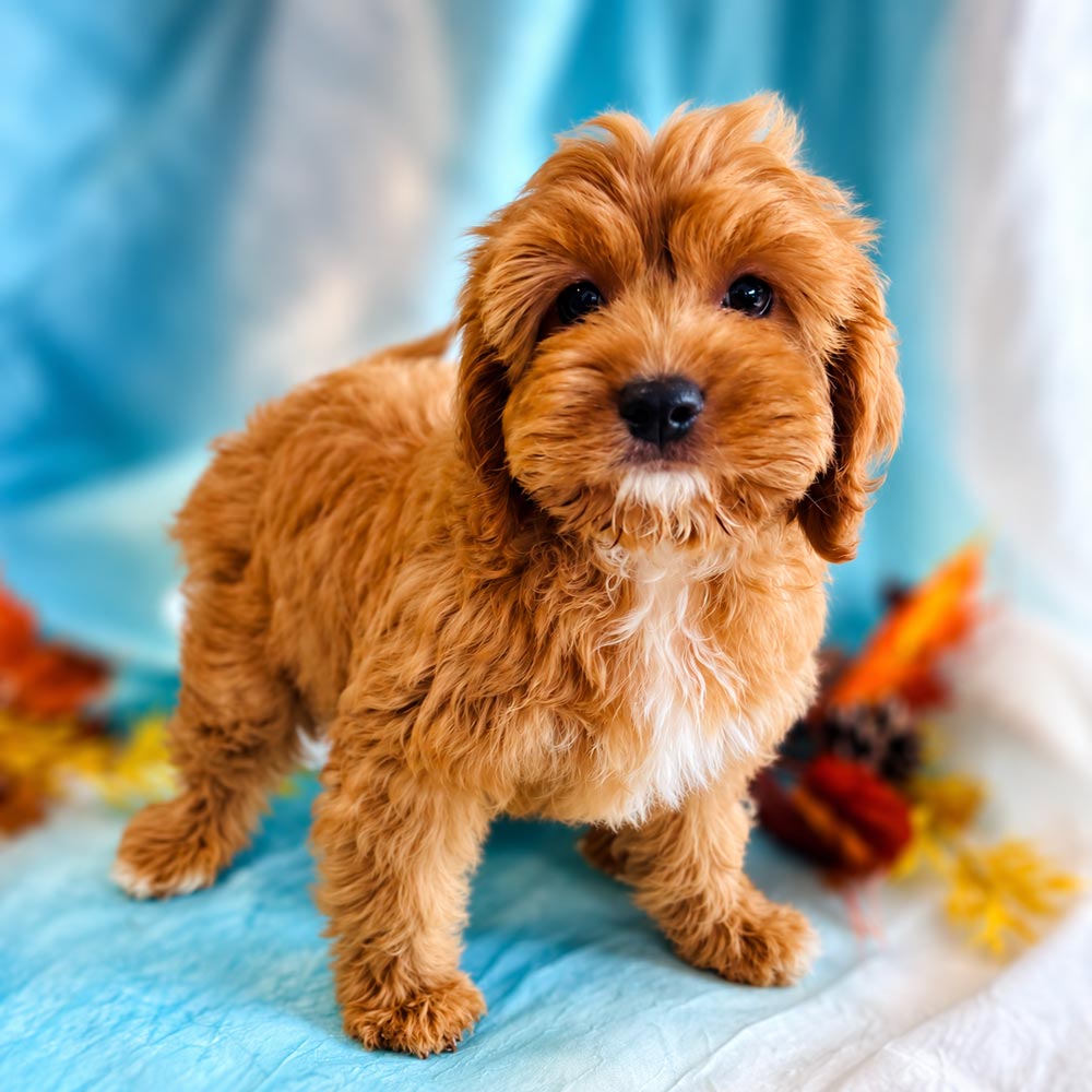 Meet "Zero" a Cavapoo Male Puppy. A Crossbreed between a Cavalier King Charles Spaniel and a Poodle.