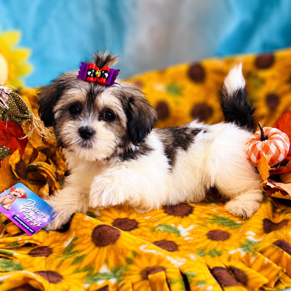 Meet "Fable", a Teddy Bear Female Puppy. A Crossbreed between a Bichon Frisé and a Shih Tzu. Available in the Store now, October 6, 2026
