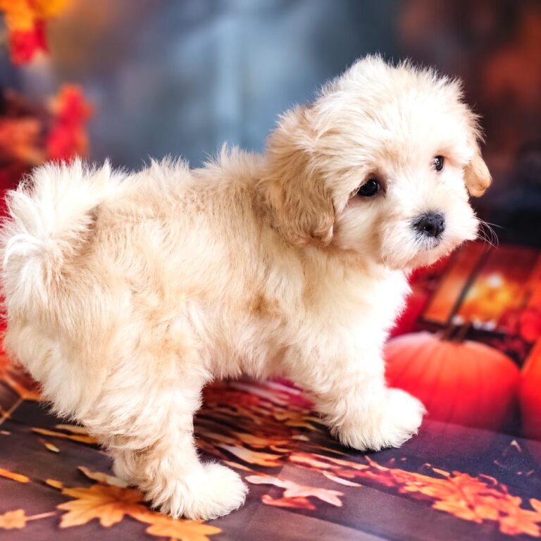 Meet "Hanna " a Malti-poo Female Puppy. A designer crossbreed between a Poodle and Maltese.