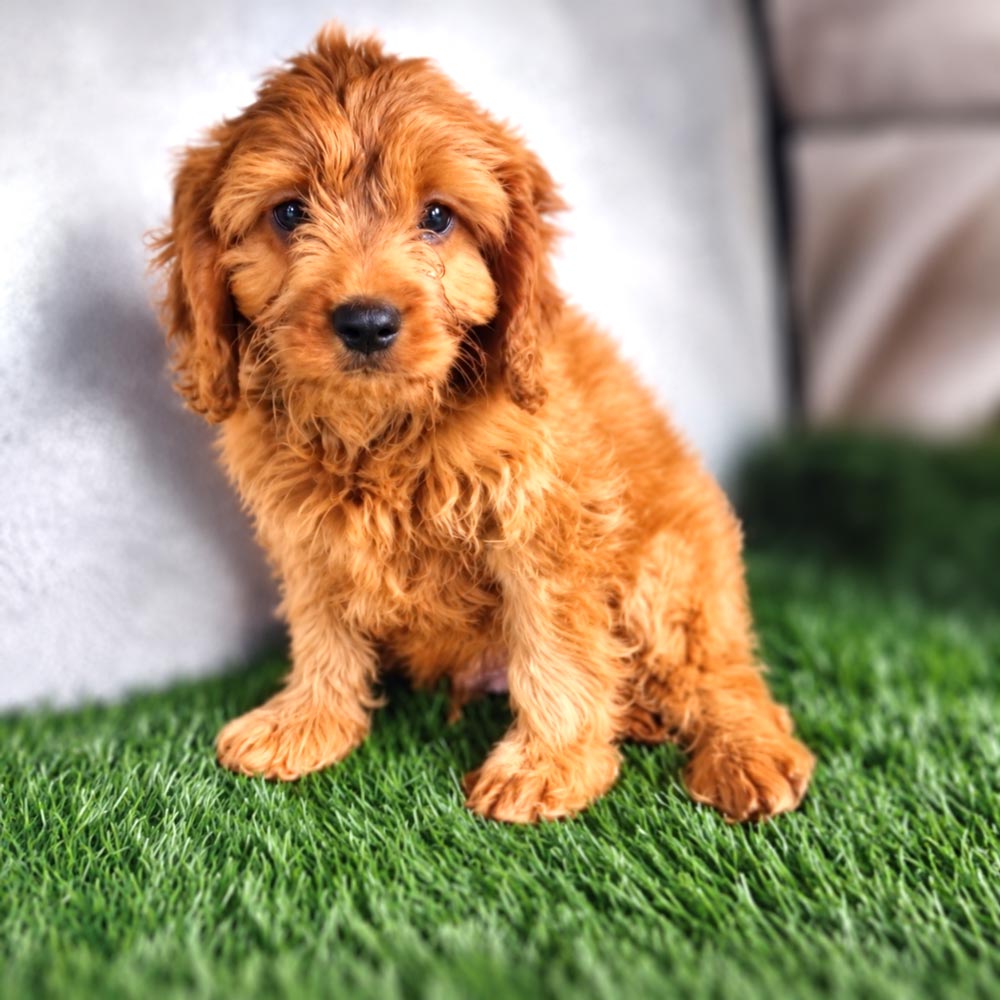 Meet "Hayes" a F2 Cavapoo Male Puppy. A Crossbreed between a Cavalier King Charles Spaniel and a Poodle.